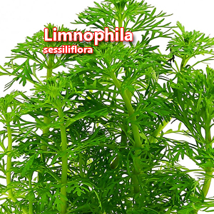 Limnophila sessiliflora